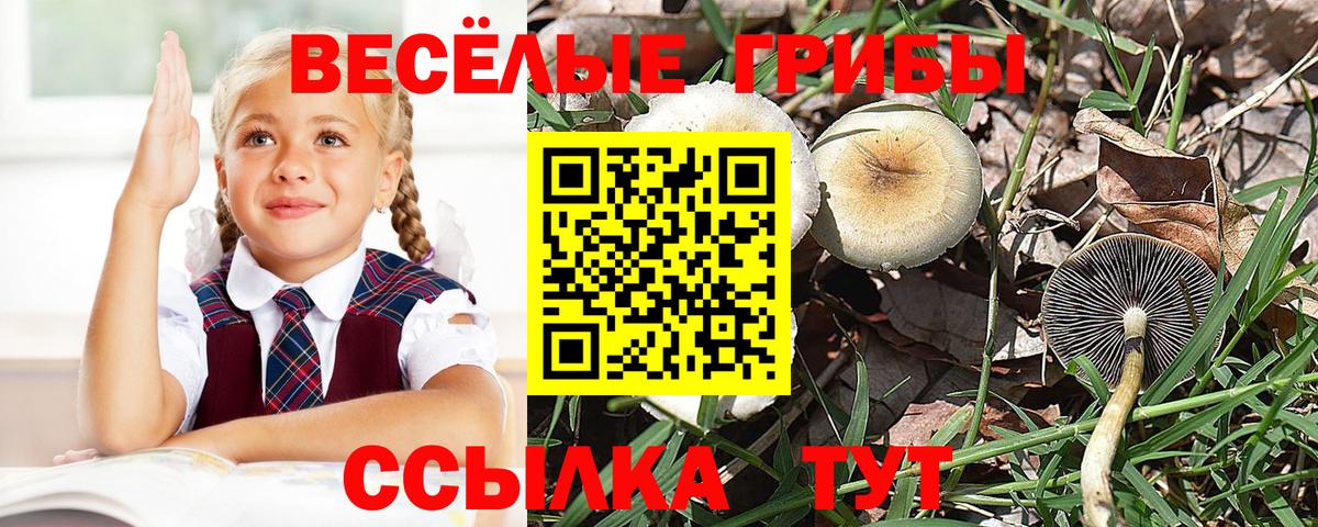 Галлюциногенные грибы Psilocybe  Вход с VPN  Галлюциногенные грибы Psilocybe  Кизляр 